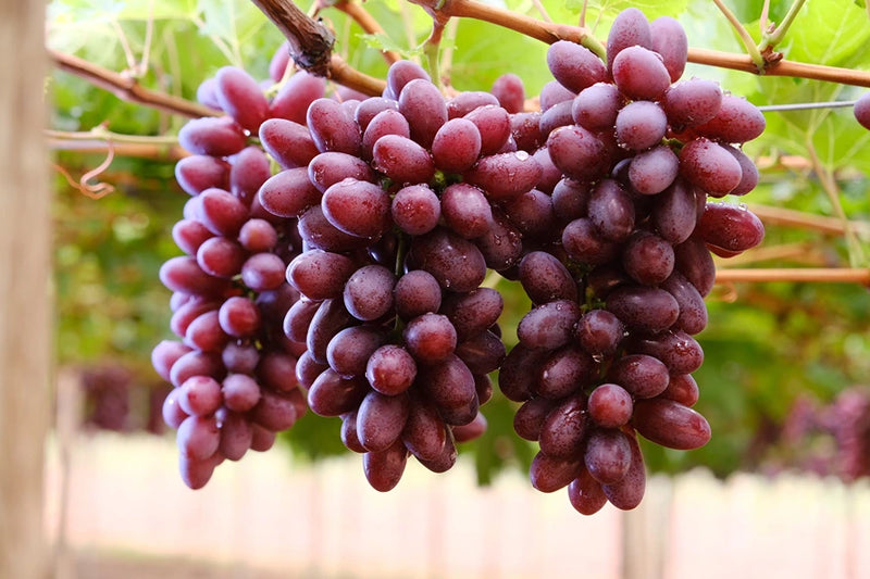 ARRA 36 (CHERRY CRUNCH)
